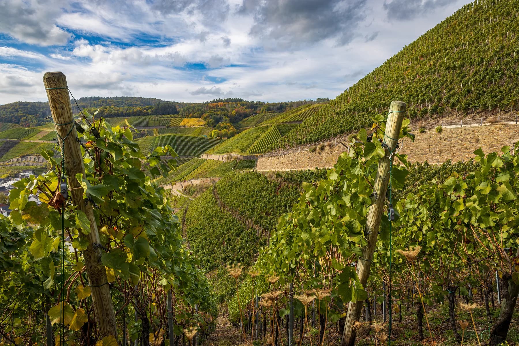 Weinreben und geschwungene Wege an den Hängen bei Dernau